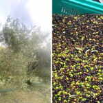 raccolta olive 2022
