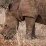 rinoceronte corno