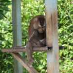scimmie olio di cocco Thailandia