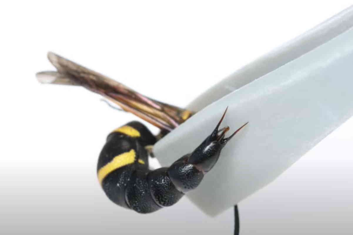 vespe maschio genitali come difesa