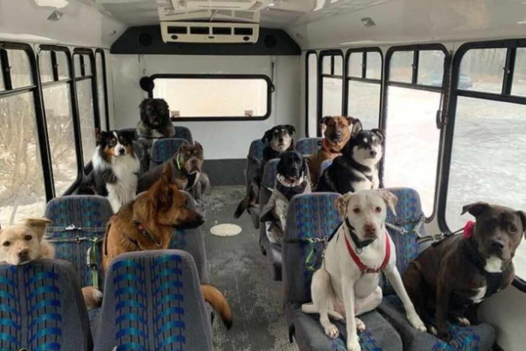 cani autobus Alaska