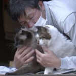 fukushima cura animali abbandonati