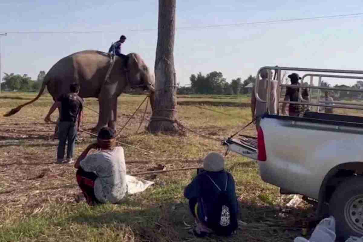 elefante thailandia