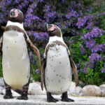 pinguini zoo marwell
