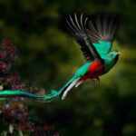 quetzal uccello