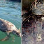 tartarughe marine uccise barletta