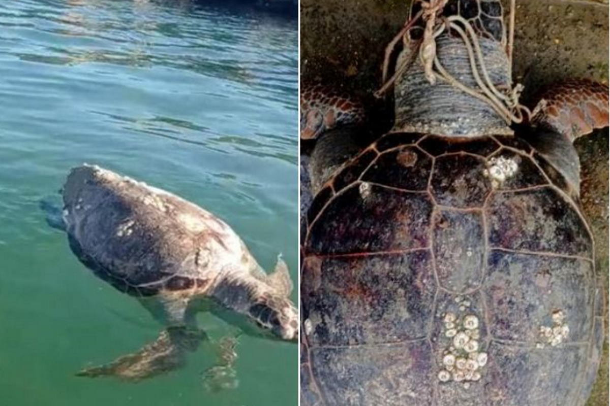 tartarughe marine uccise barletta