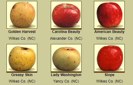 varietà mele