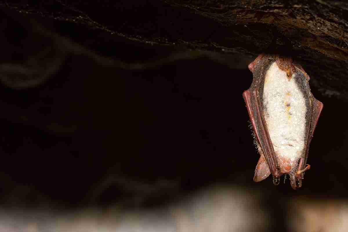 Photo of Thought to be extinct in the UK, this bat was found in an old railway tunnel
