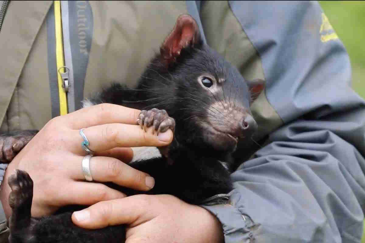 She’s Small and Adorable: Tasmanian Devil Pups and First Care in an Australian Sanctuary