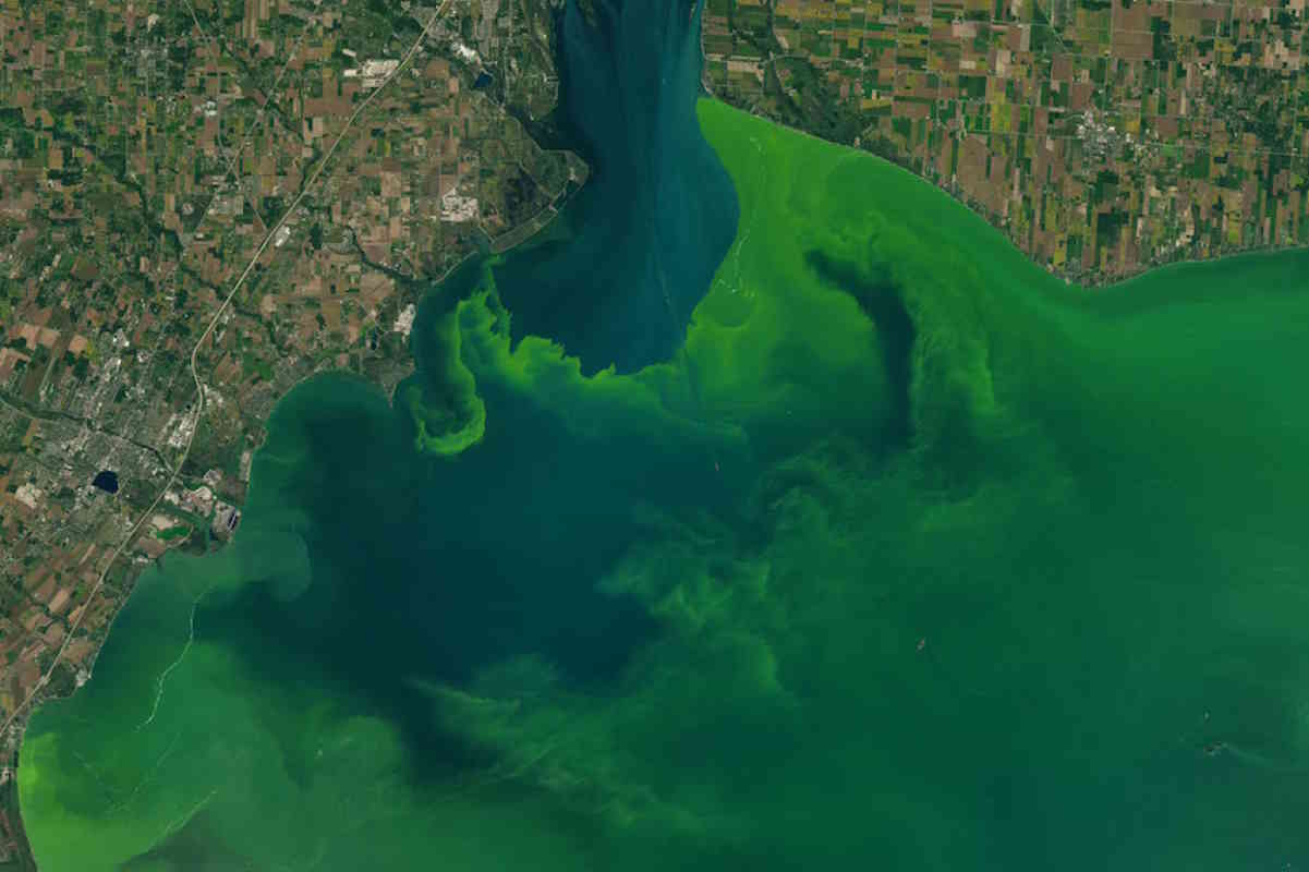 alghe tossiche sfida nasa