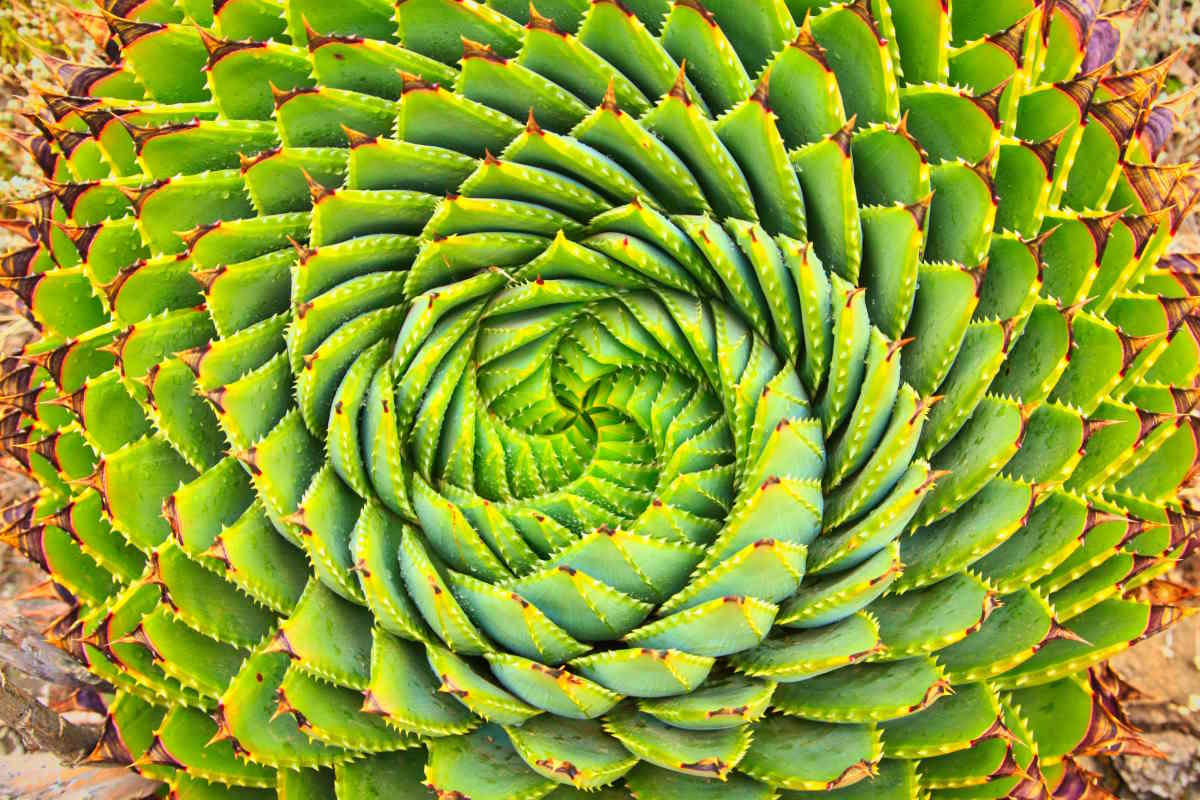 aloe fbonacci