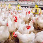 allevamenti intensivi influenza aviaria