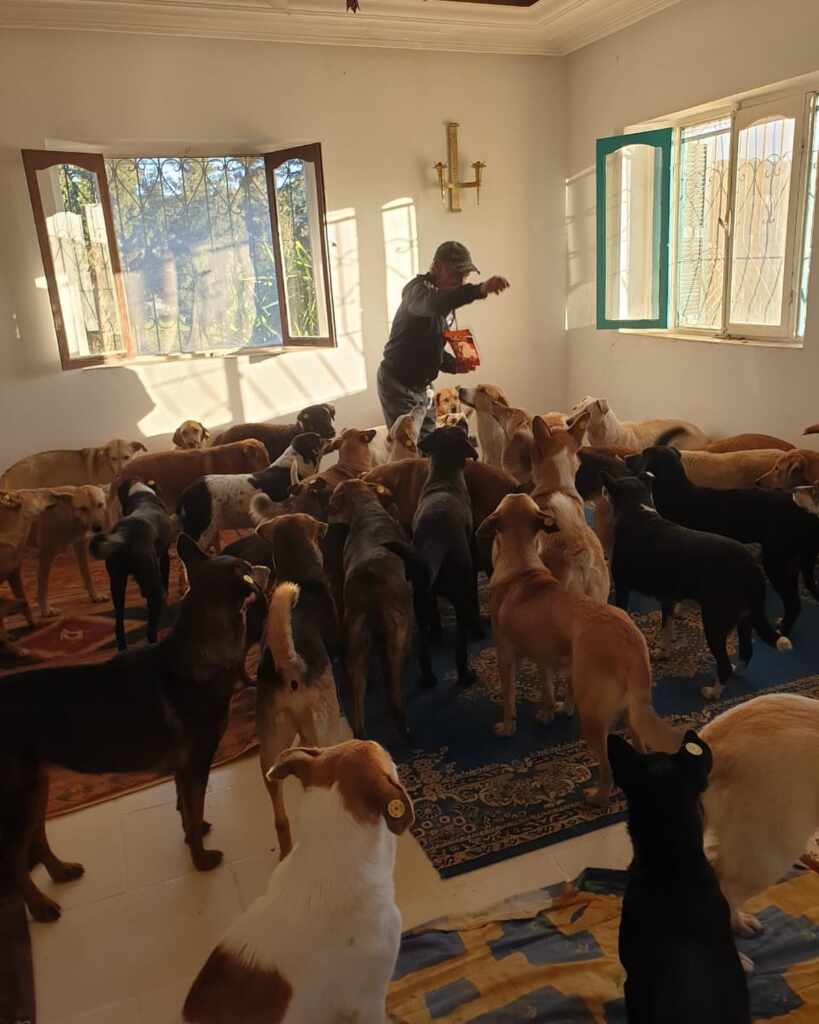cani Marocco