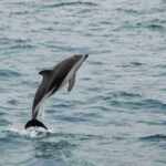delfino Patagonia