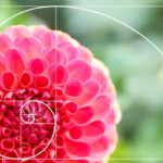 fibonacci fiori