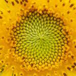 fibonacci_fiori