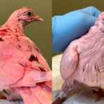 piccione rosa