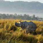 rinoceronte Assam India