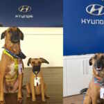 cane concessionaria Hyundai