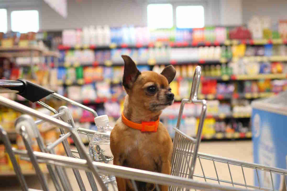 cane supermercato carrello