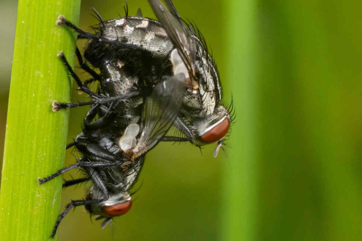 accoppiamento mosche