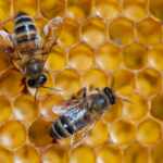 api a lavoro arnia