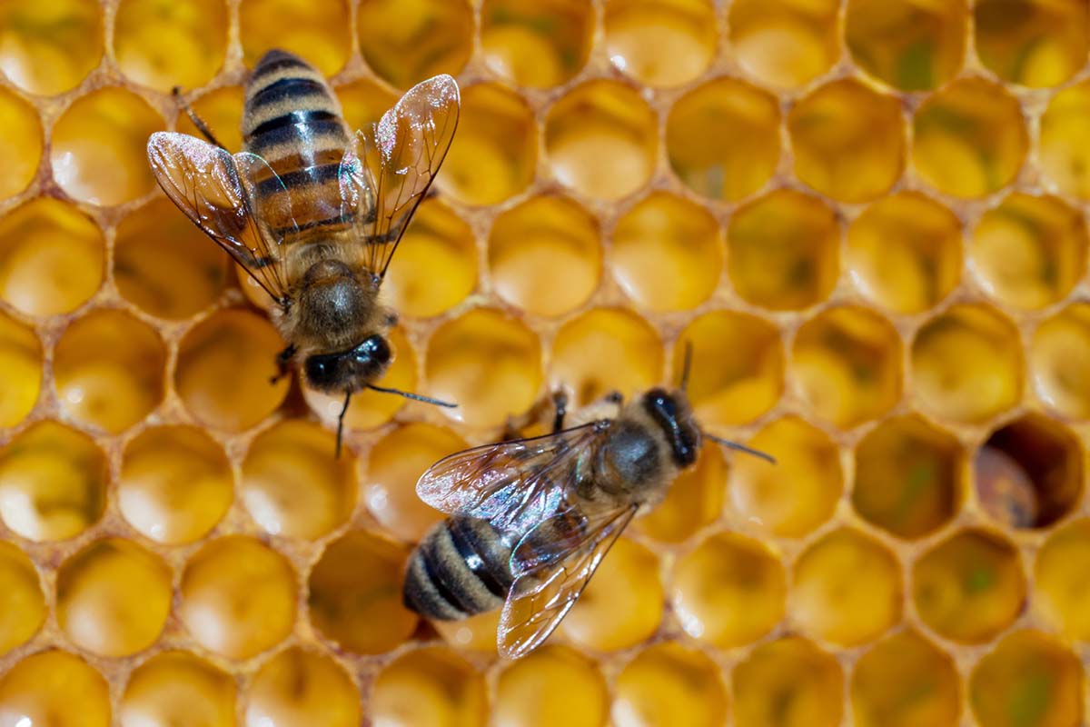 api a lavoro arnia