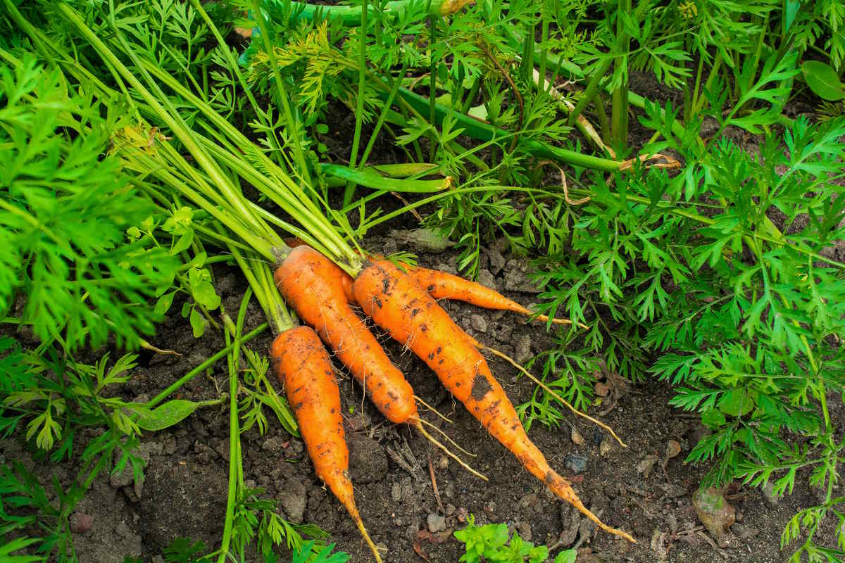 ottenere carote dagli scarti
