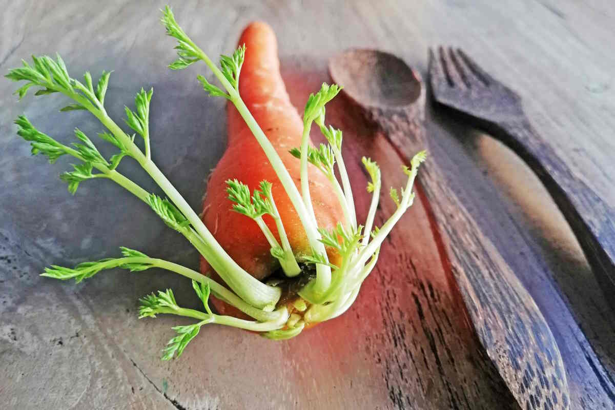 coltivare carote scarti