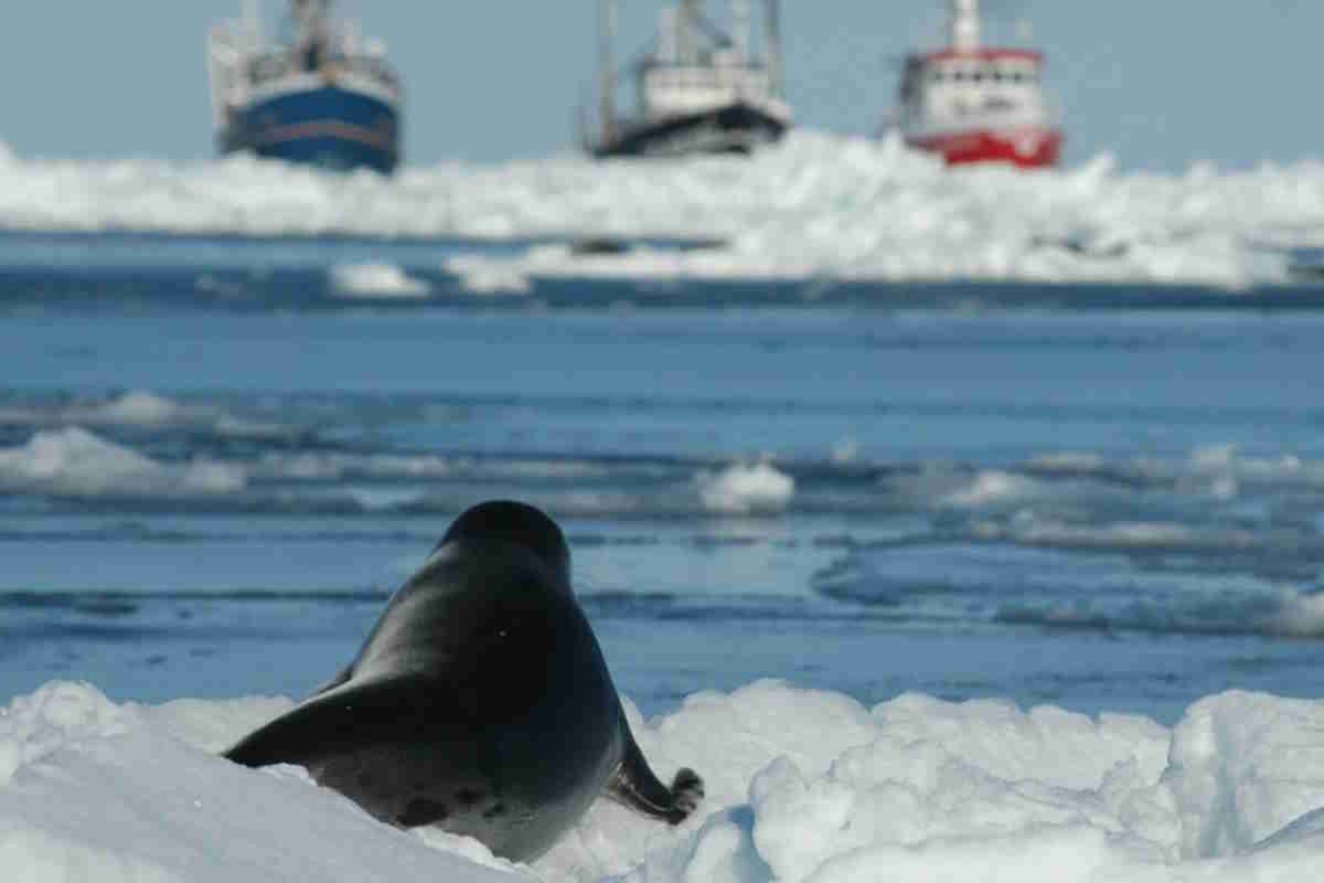 International Seal Day: The bloody slaughter of thousands of seals and pups is still a reality