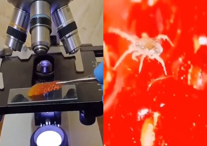 fragola microscopio insetti