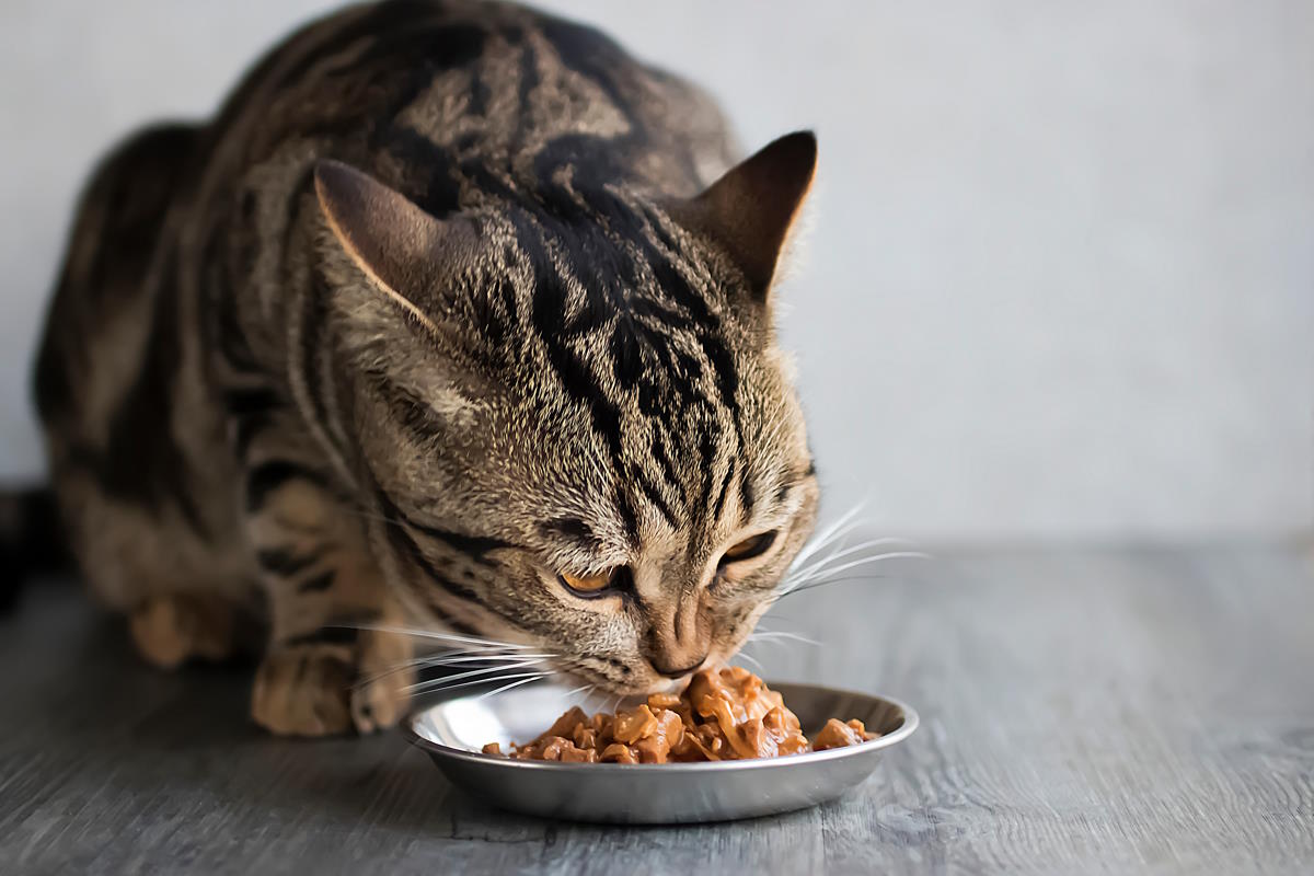 gatto mangia cibo umido