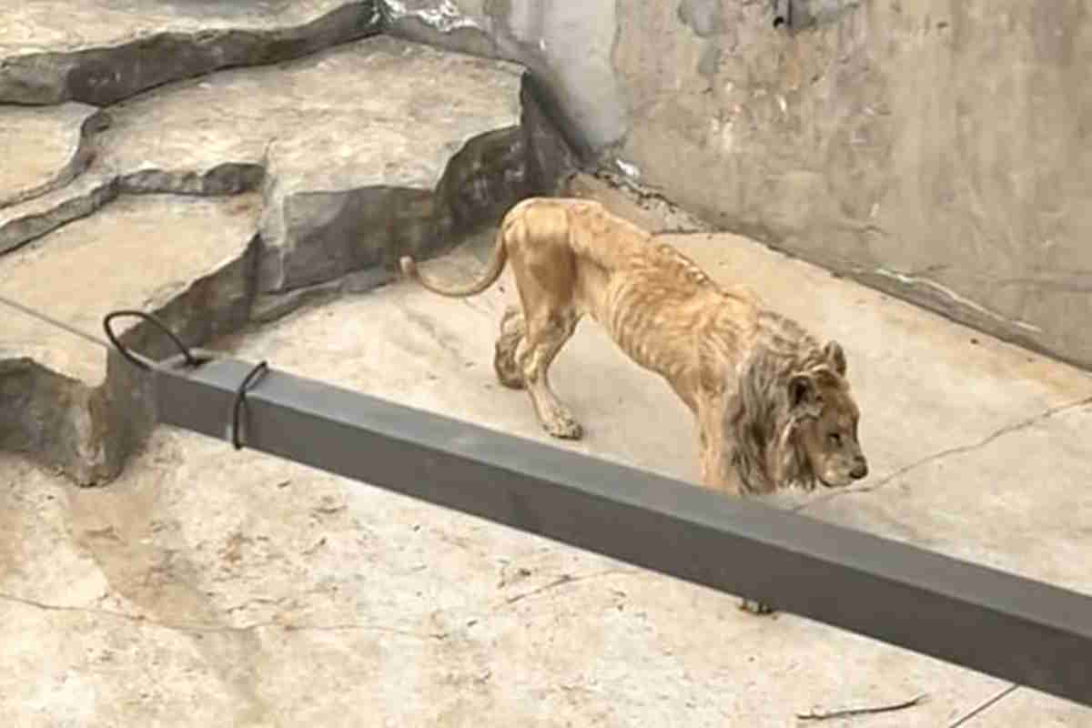 leone zoo Cina
