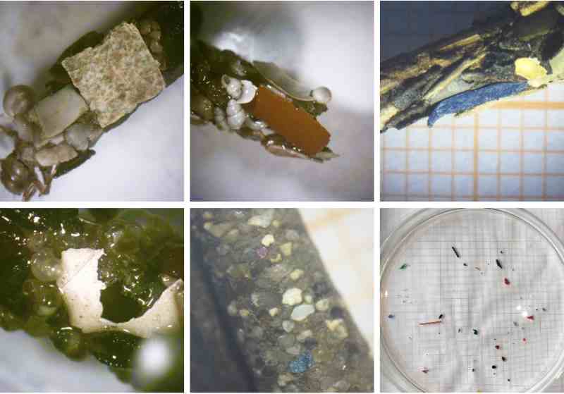 microplastiche tricotteri larve