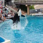 orca SeaWorld