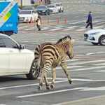 zebra seul
