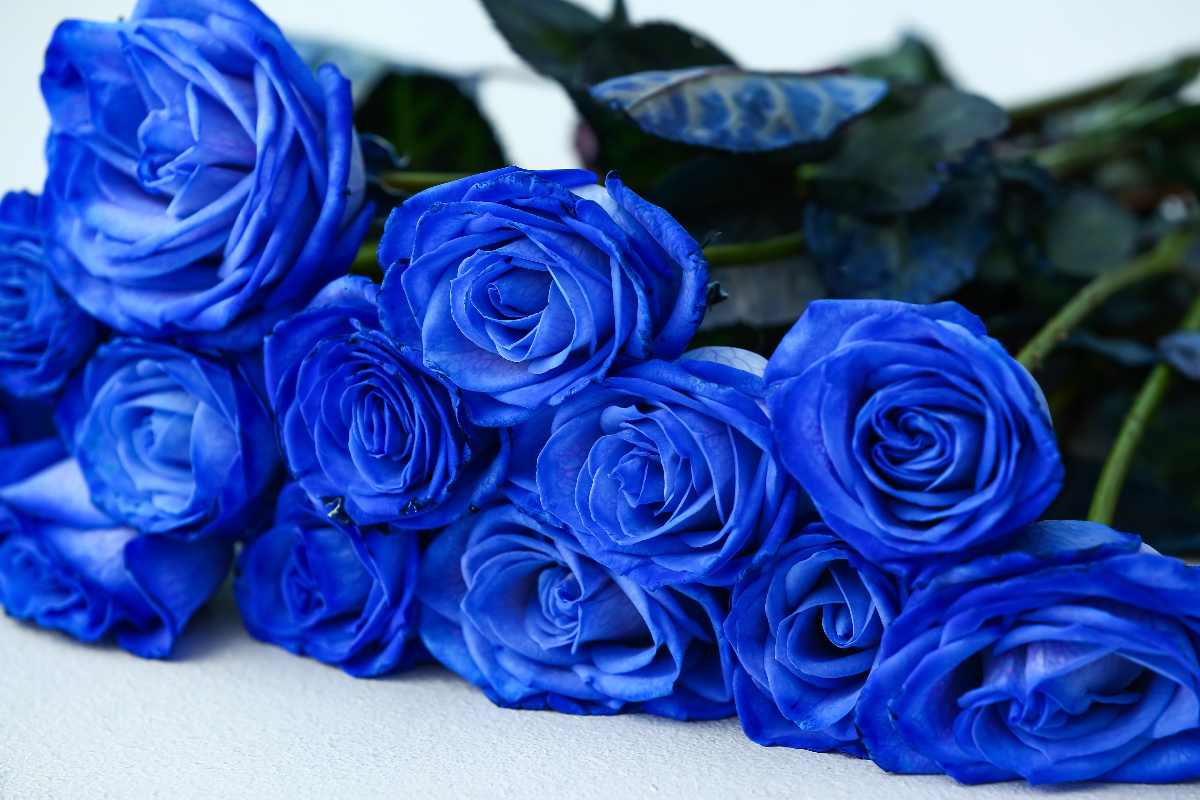 rose blu bouquet