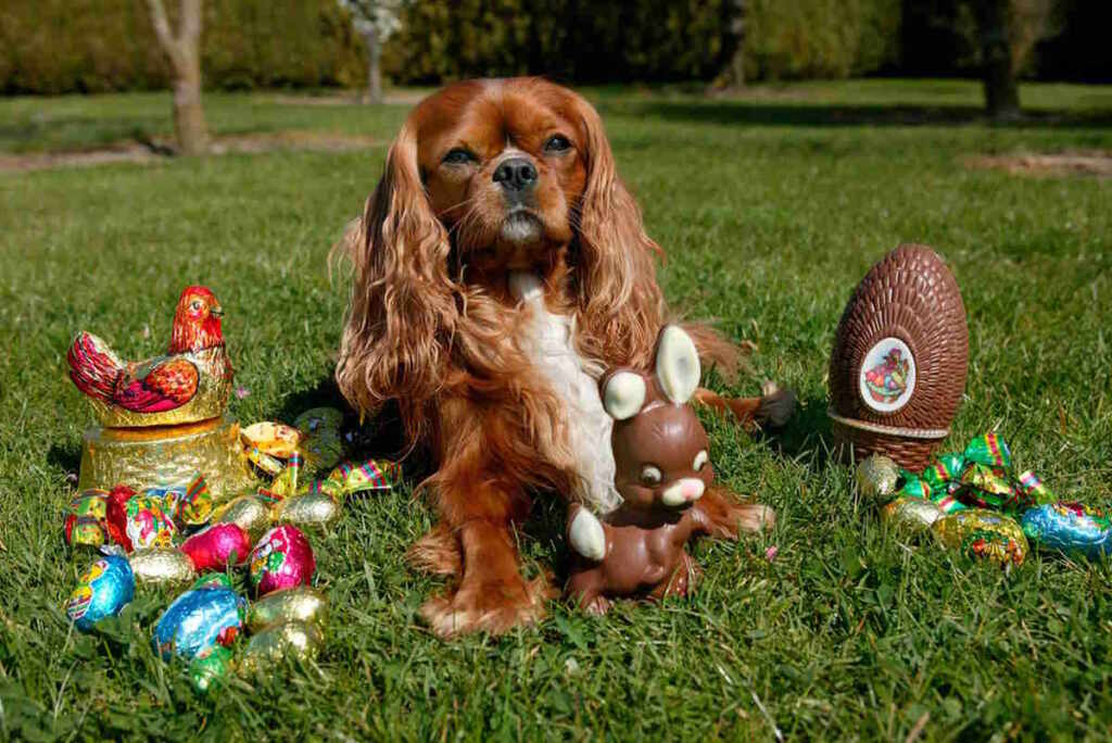 cane cioccolato Pasqua