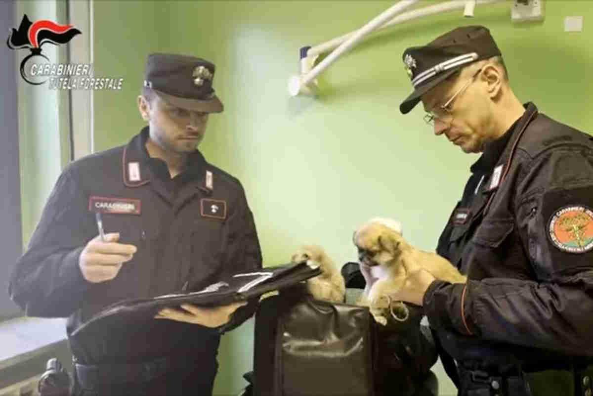 carabinieri traffico cuccioli