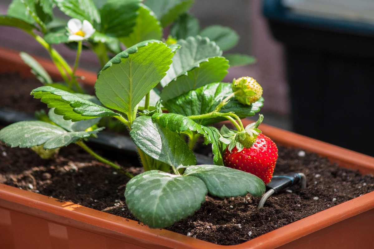 Growing strawberries in pots: 7 things to watch out for for a bountiful harvest (this summer already)