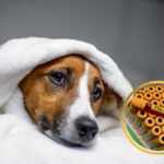 influenza canina virus
