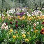 iris giardino Firenze
