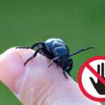 scarafaggio insetto velenoso
