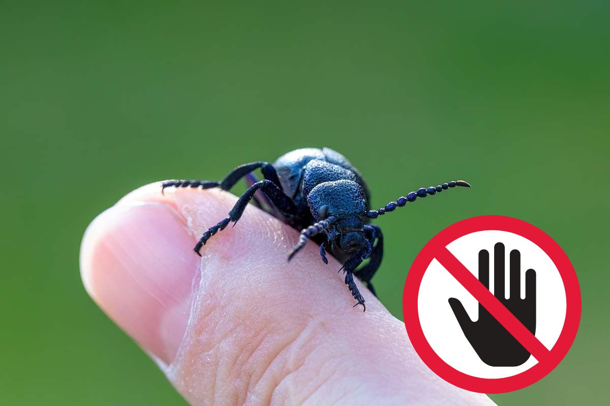scarafaggio insetto velenoso