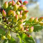 pianta pistacchi