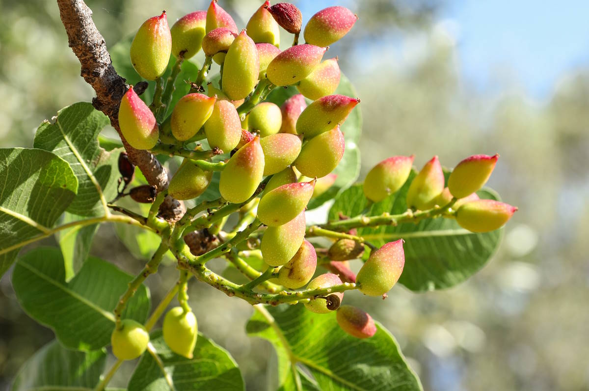 pianta pistacchi