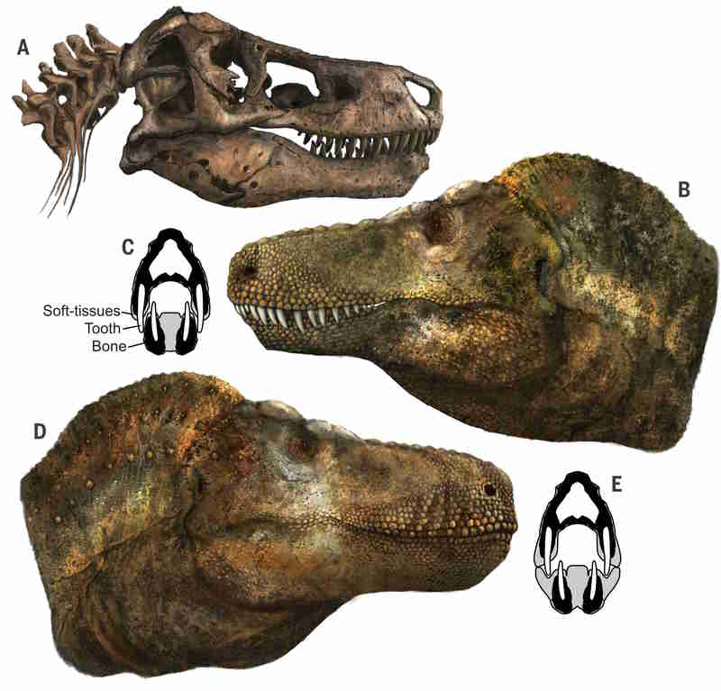 science denti t-rex