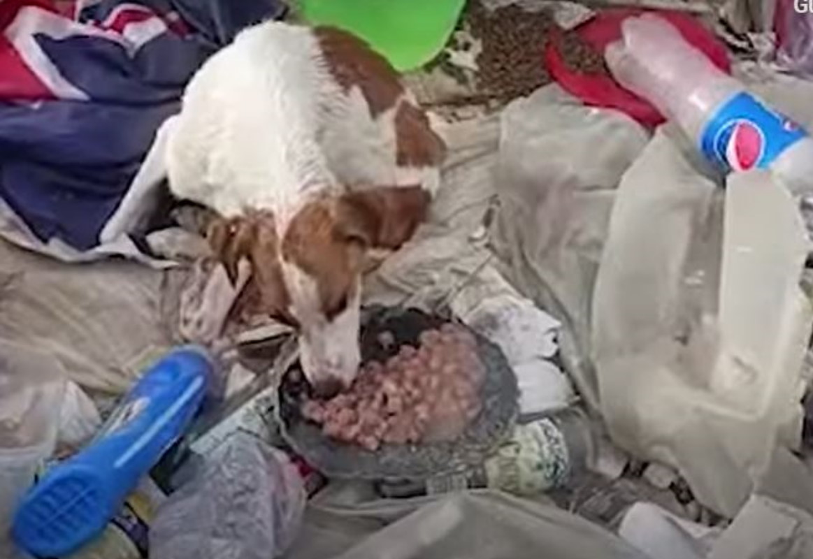 cane abbandonato fra rifiuti
