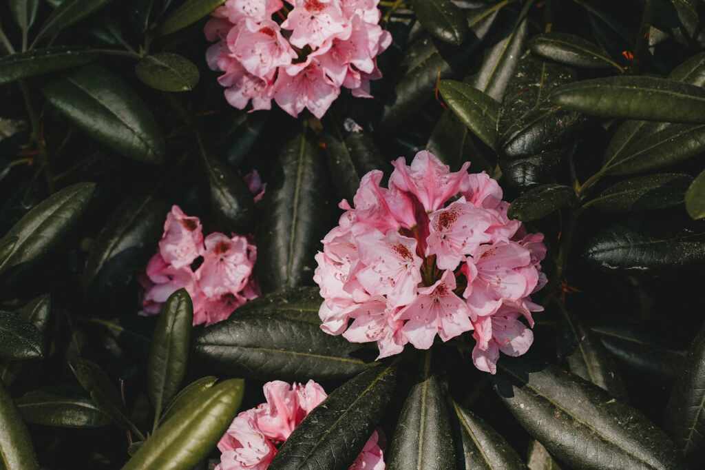 Significato dell'azalea nel linguaggio dei fiori